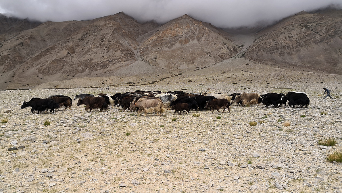 Ladakh adventure motorcycling